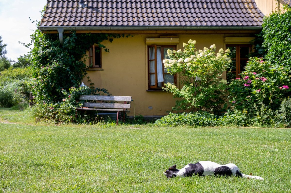 Hund Garten.jpg