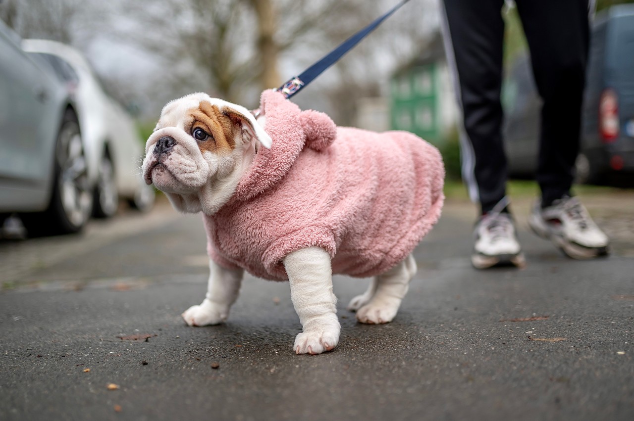 Für einen Hund endete der Spaziergang mit seinem Frauchen tödlich. Die Halterin ist am Boden zerstört. (Symbolbild)