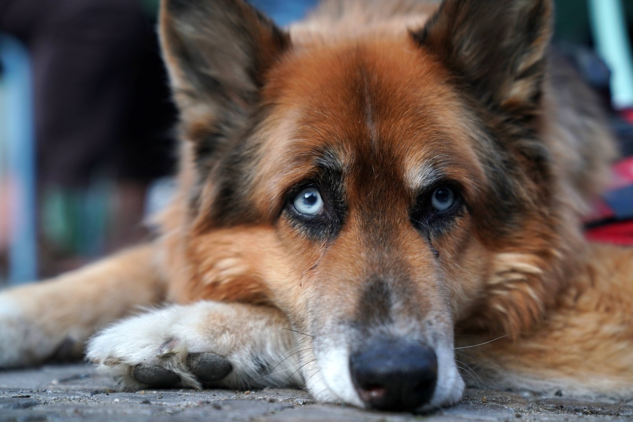 Ein Hund in Österreich fiel in den Pool und kam nicht mehr aus eigener Kraft heraus. (Symbolbild)