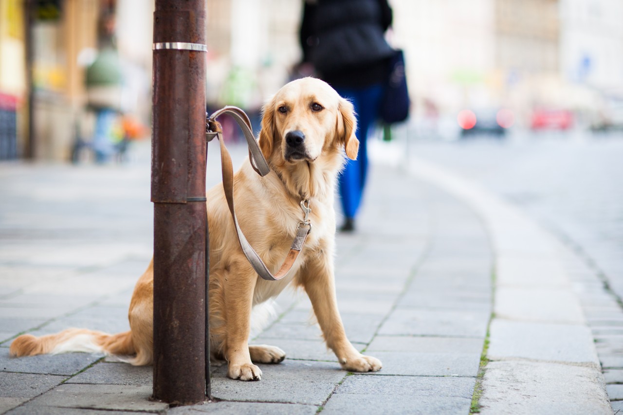 Hund: Ein deutscher Tourist hat auf offener Straße in seinem Kroatien-Urlaub einen Vierbeiner mit einem Hammer erschlagen. (Symbolbild)