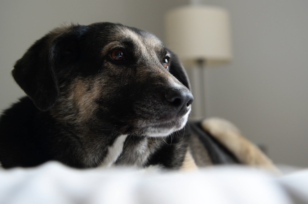 Hund: Mann bringt Tier Hitlergruß bei (Symbolbild).