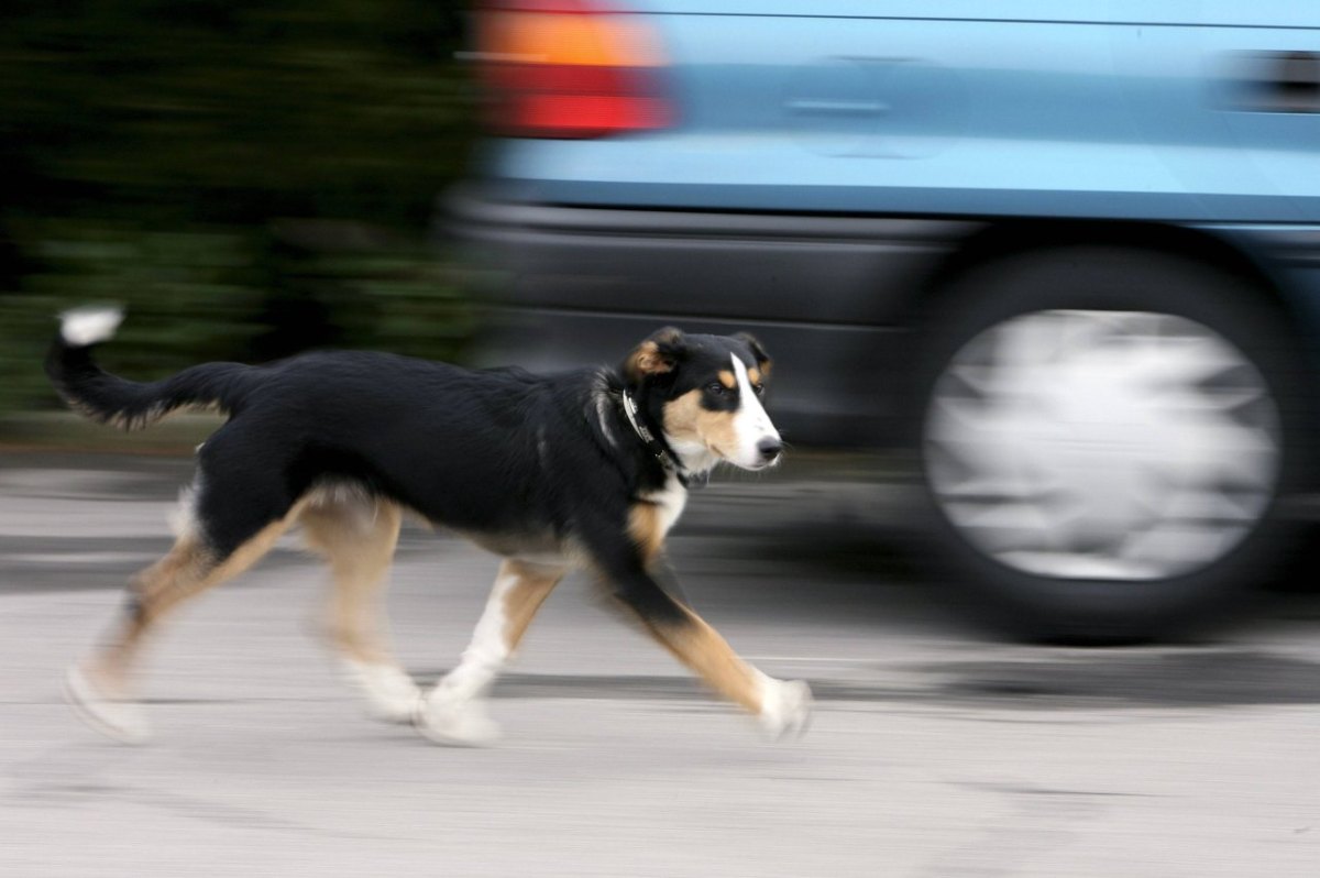 Hund NRW.jpg