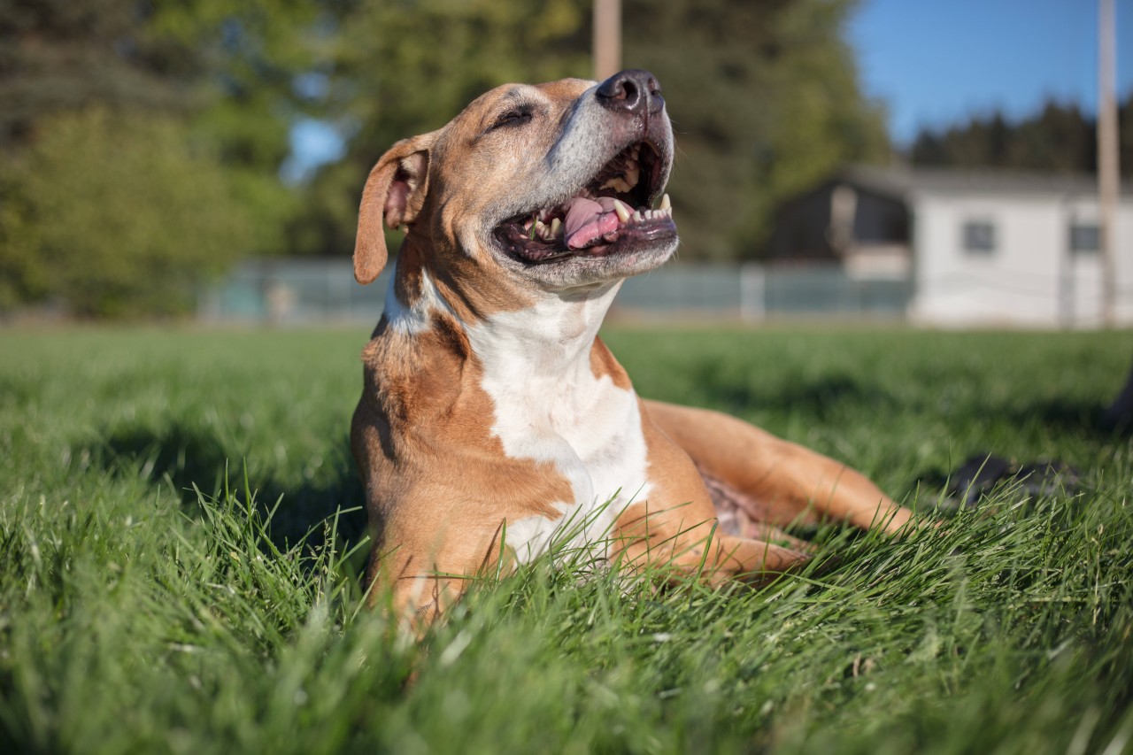 Ein Hund erlebte einen echten Horror-Unfall (Symbolfoto).