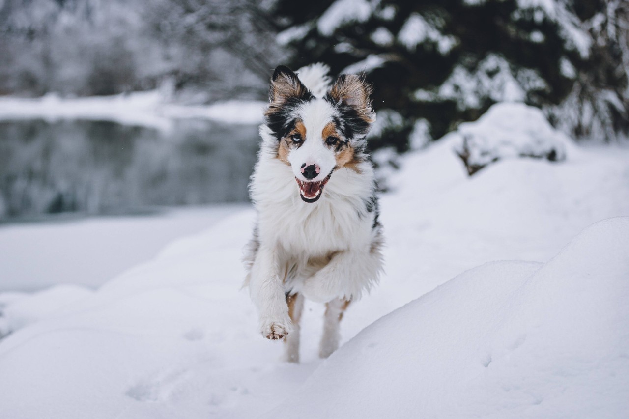 Ein freilaufender Hund hetzte das Reh bis zum Exitus. (Symbolbild)