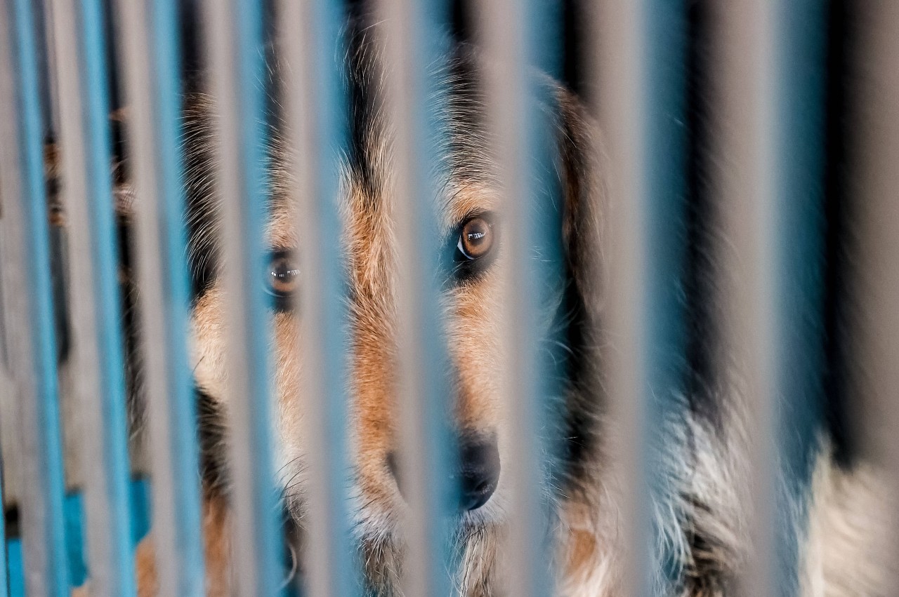 Ein Hund schnappt plötzlich nach einer Pflegerin – sie erliegt ihren Verletzungen (Symbolbild).