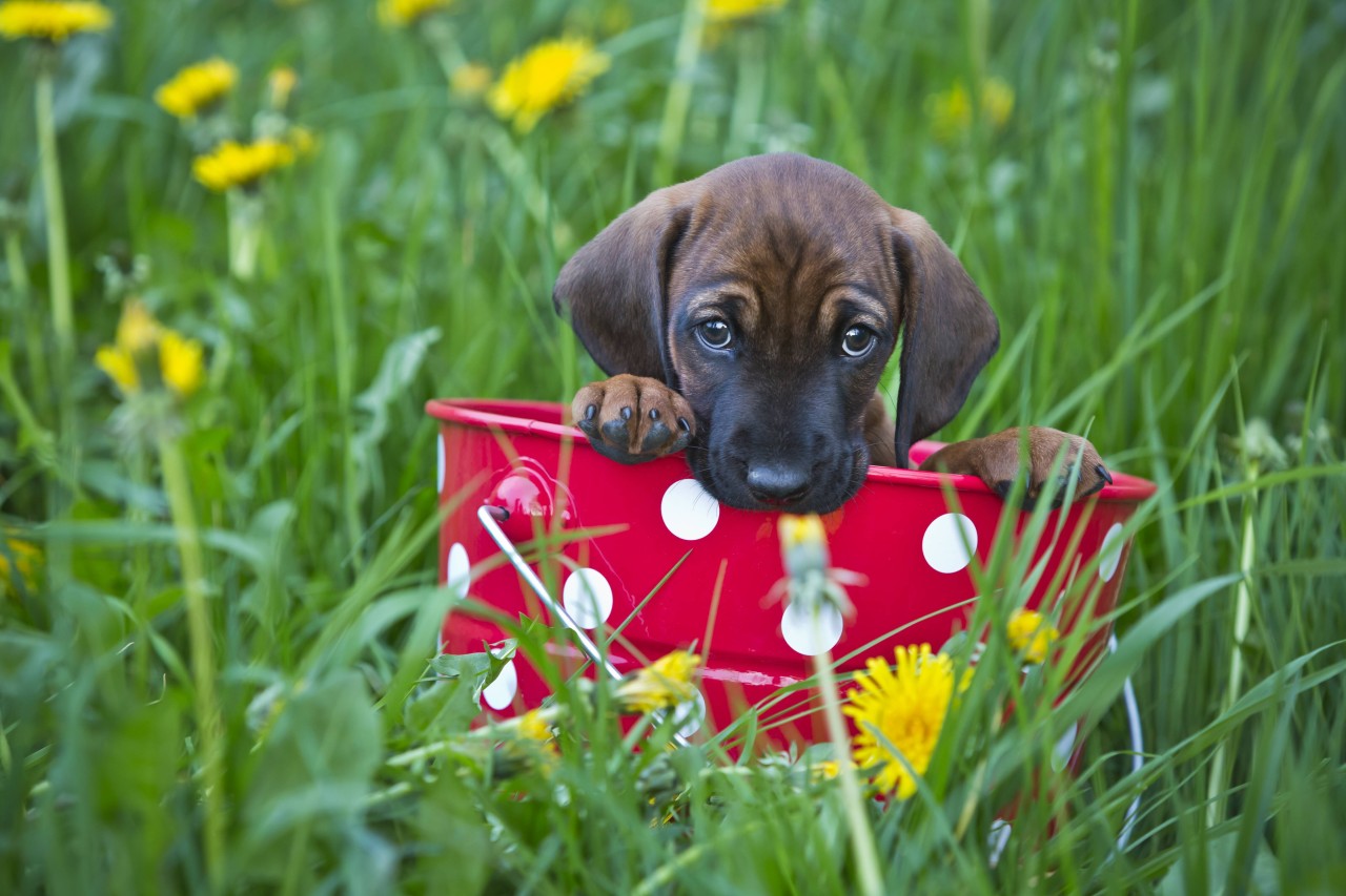 In Wales musste ein kleiner Hund qualvoll sterben (Symbolfoto).