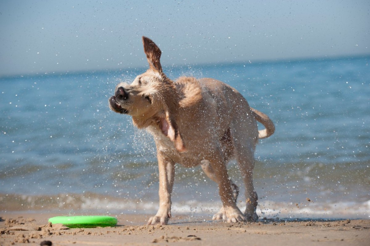 Hund am Stand.jpg