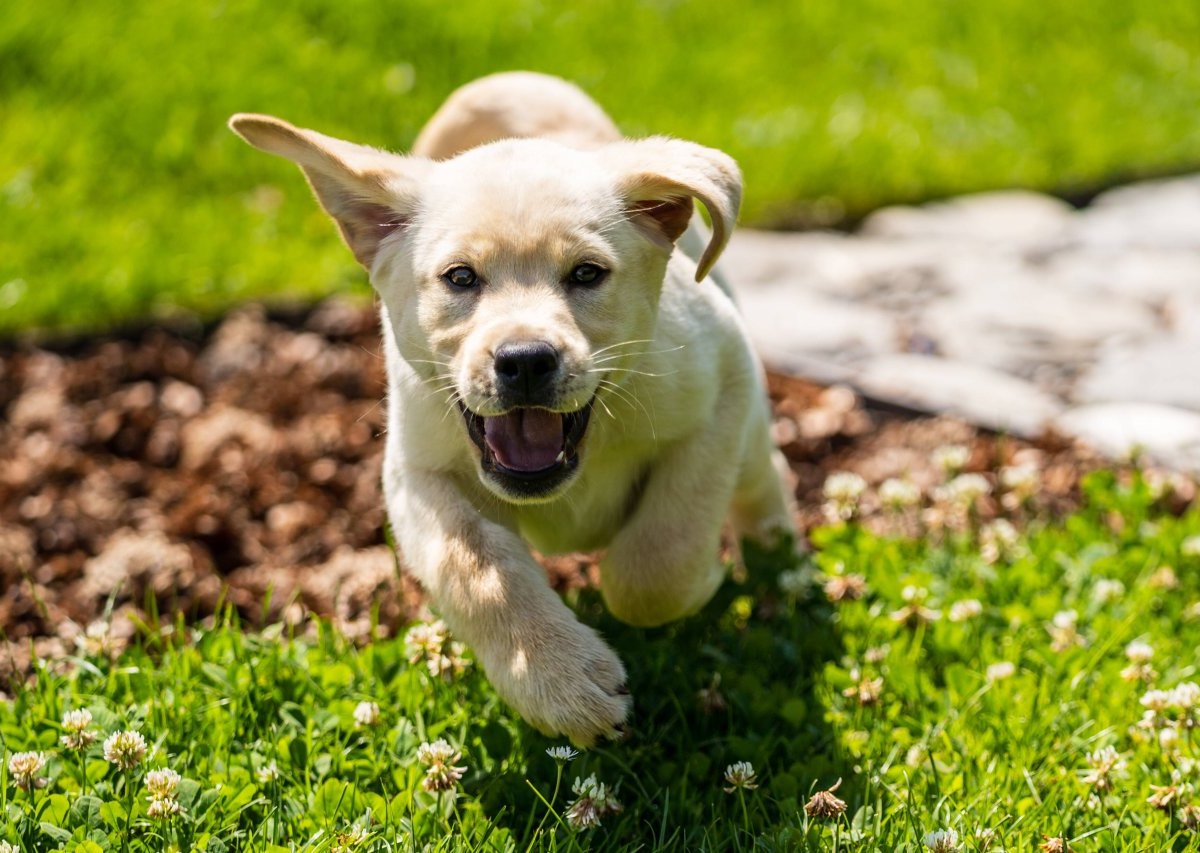 Hund erlebt schlimmen Vorfall im Park – was danach passiert, macht den Halter stinksauer