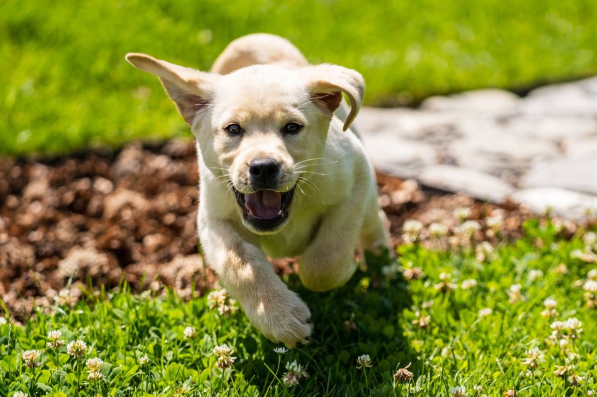 Hund erlebt schlimmen Vorfall im Park – was danach passiert, macht den Halter stinksauer