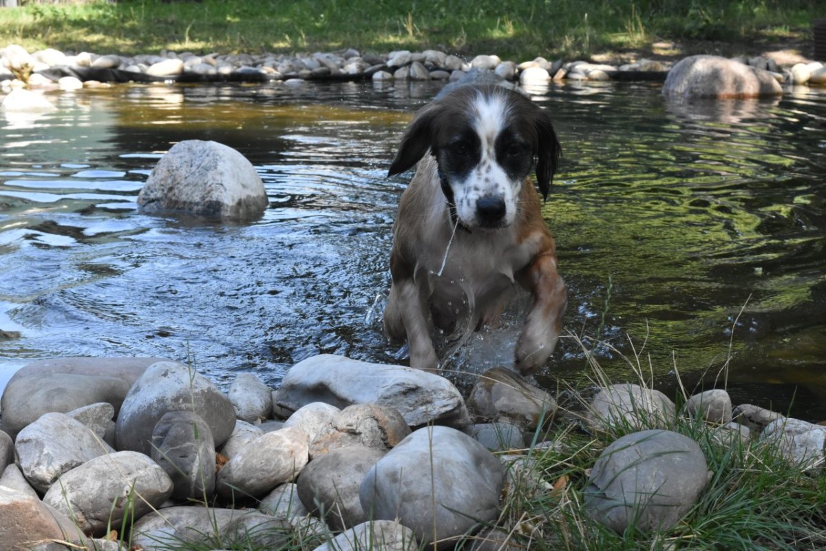 Hund-essen-tierheim