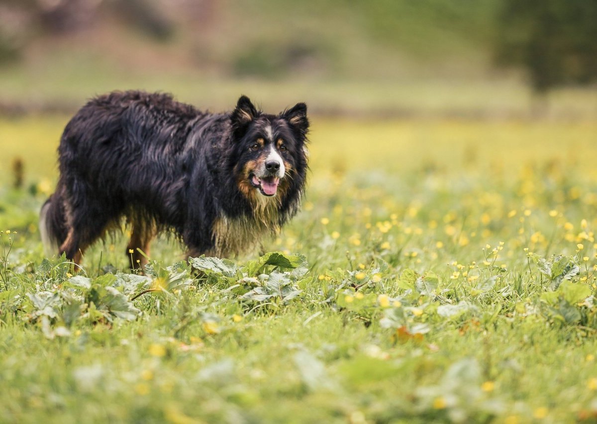 Hund_imago images  Eibner Europa.jpg