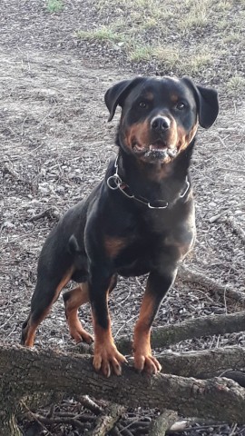 Hund in Duisburg: Rottweiler Elgur bewies sein feines Näschen.