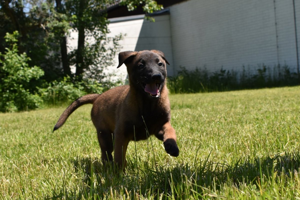 Hund in Duisburg trude polizei.jpg