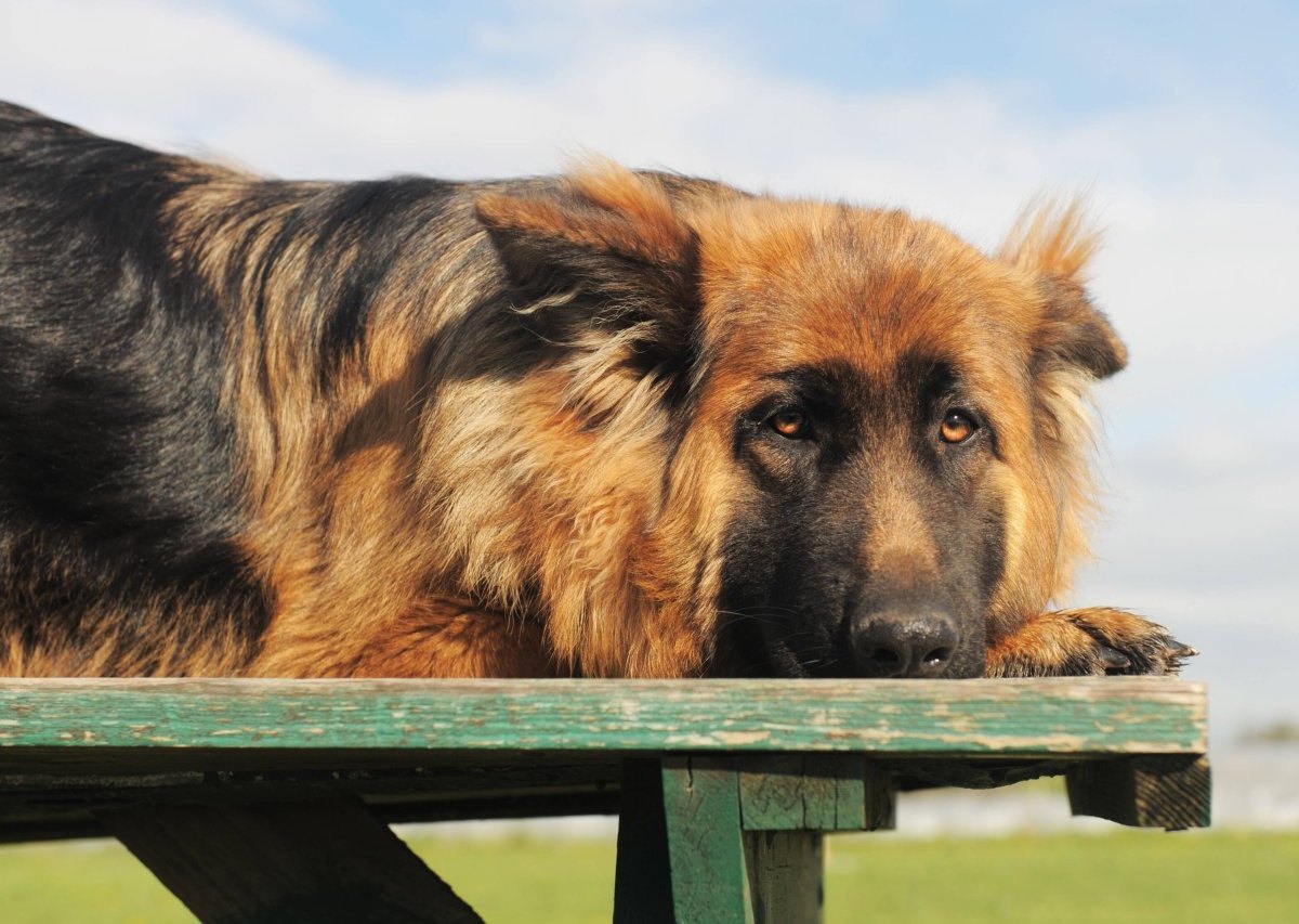 Hund in Essen.jpg