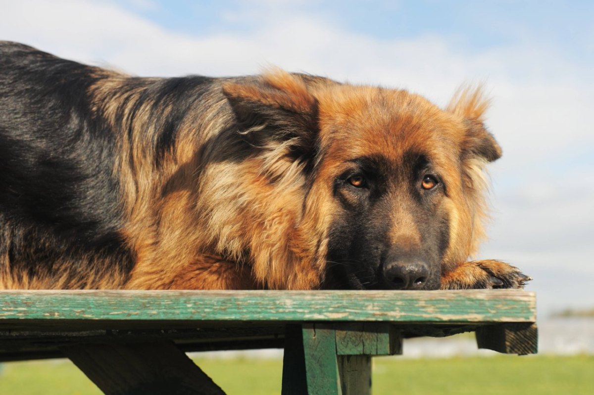 Hund in Essen.jpg