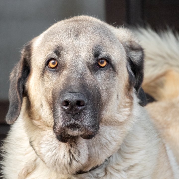 Hund in Essen.jpg