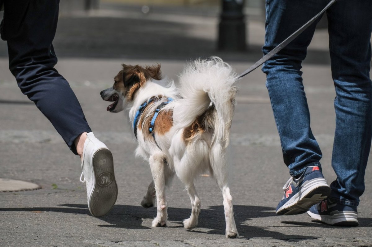 Hund in NRW