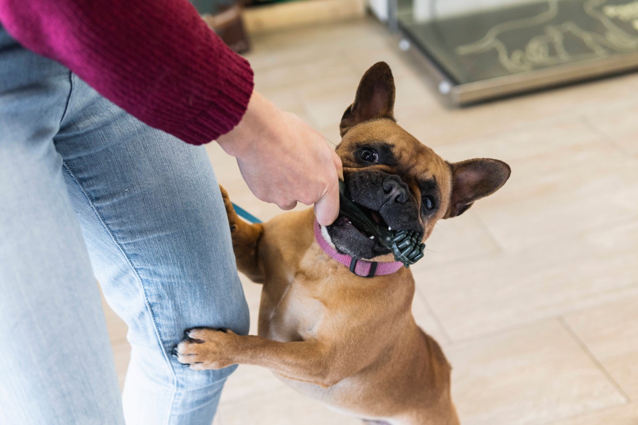 Hund in NRW: Die französische Bulldogge wird ganz aufgeregt, sobald Besuch kommt. (Symbolbild) 