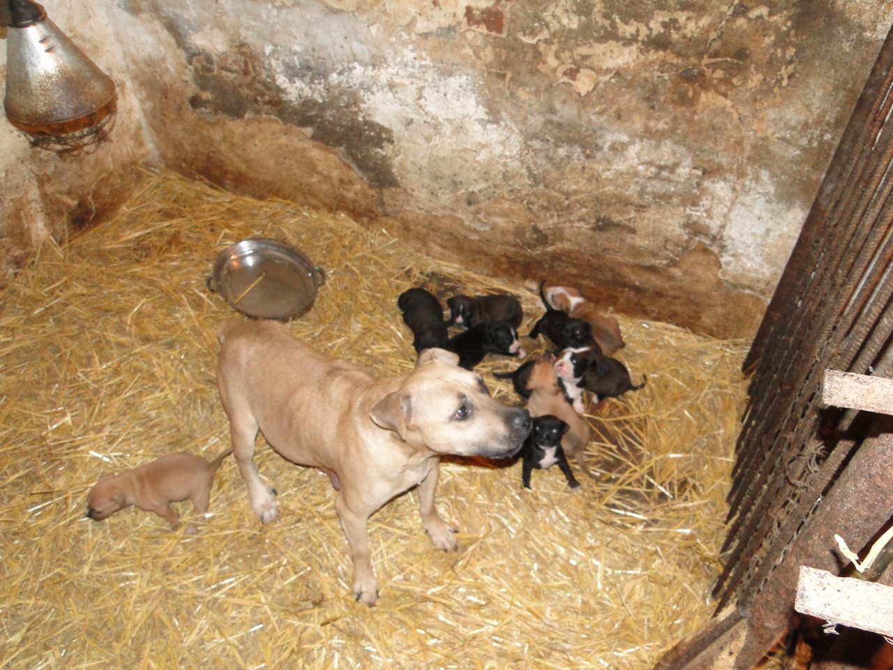 Hund in NRW: In solchen Ställen müssen Hündinnen Jahre lang Welpen „produzieren“, wenn sie es denn so lange schaffen.