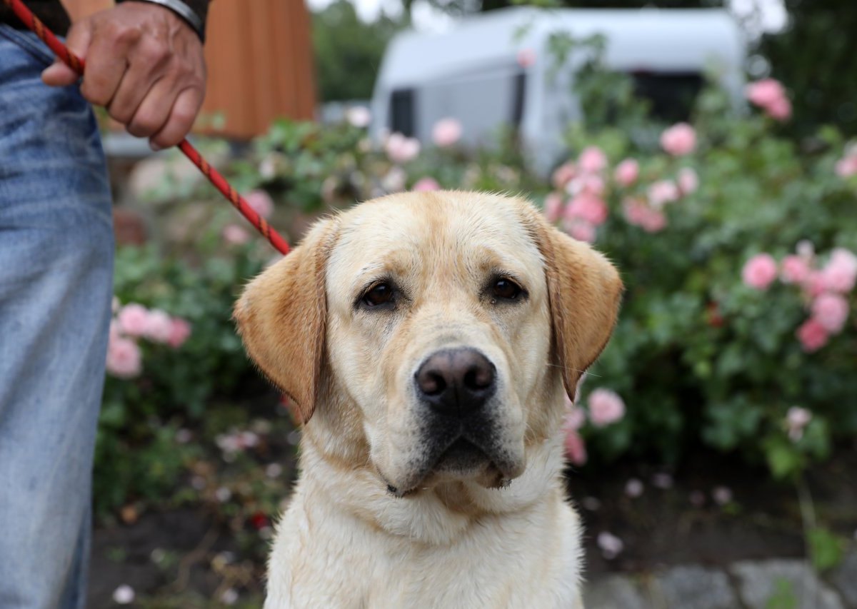 Hund-labrador.jpg