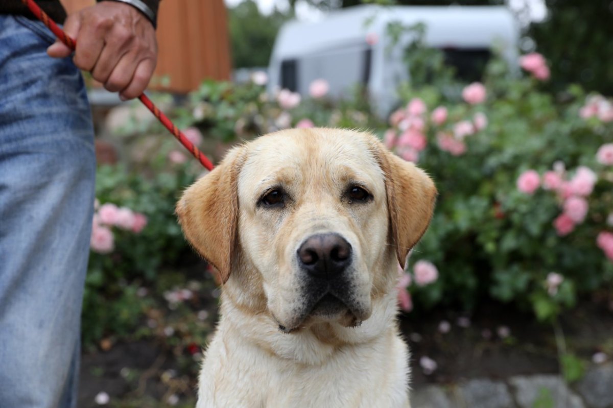 Hund-labrador.jpg