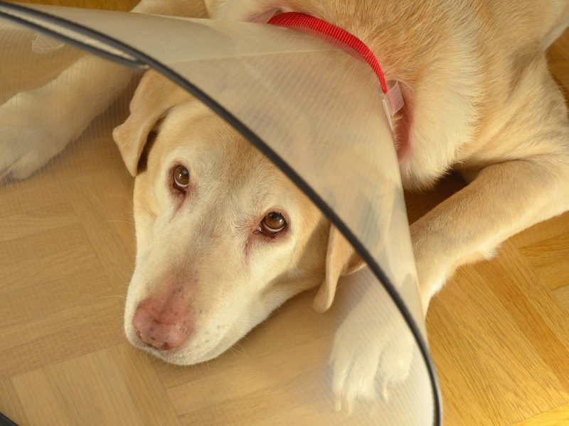 Hund mit Halskrause.jpg