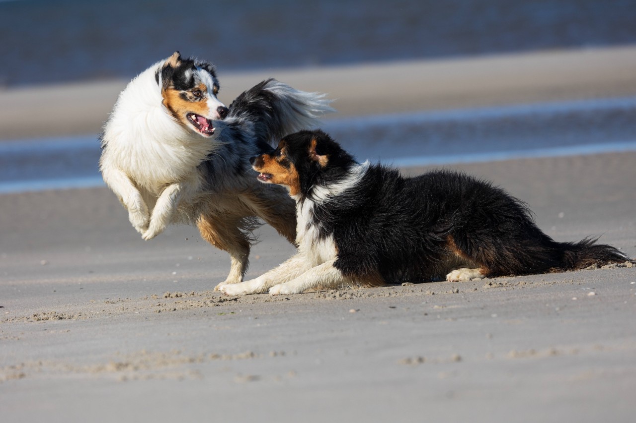 Bei einem Brand in einer Tierpension kamen 75 Vierbeiner ums Leben. Keiner der Hunde überlebte (Symbolfoto).