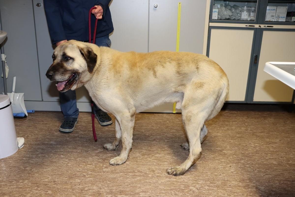 Der zweite Kangal, der in Mülheim auf der Straße herrenlos herumgelaufen ist.