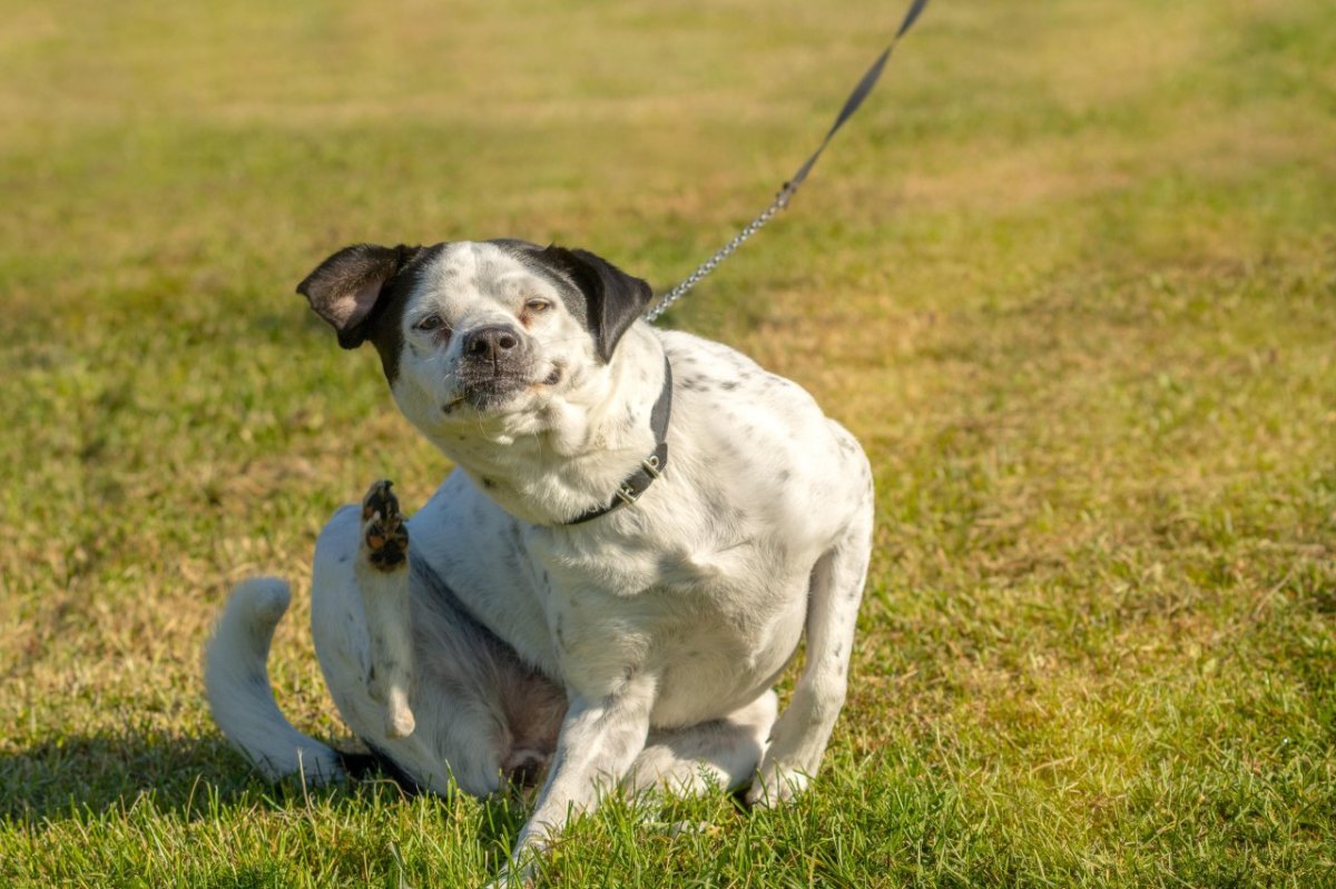 Hunde.jpg