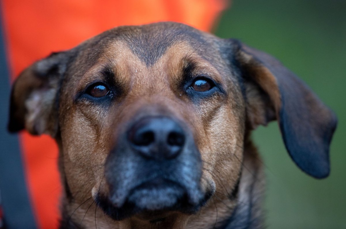 Hunde_Essen.jpg