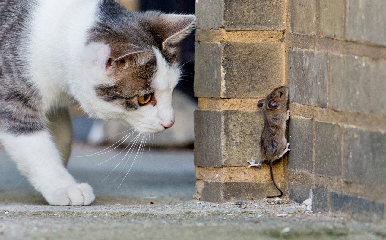 Für Katzen sollte vor allem Fleisch auf dem Speiseplan stehen. (Symbolbild)