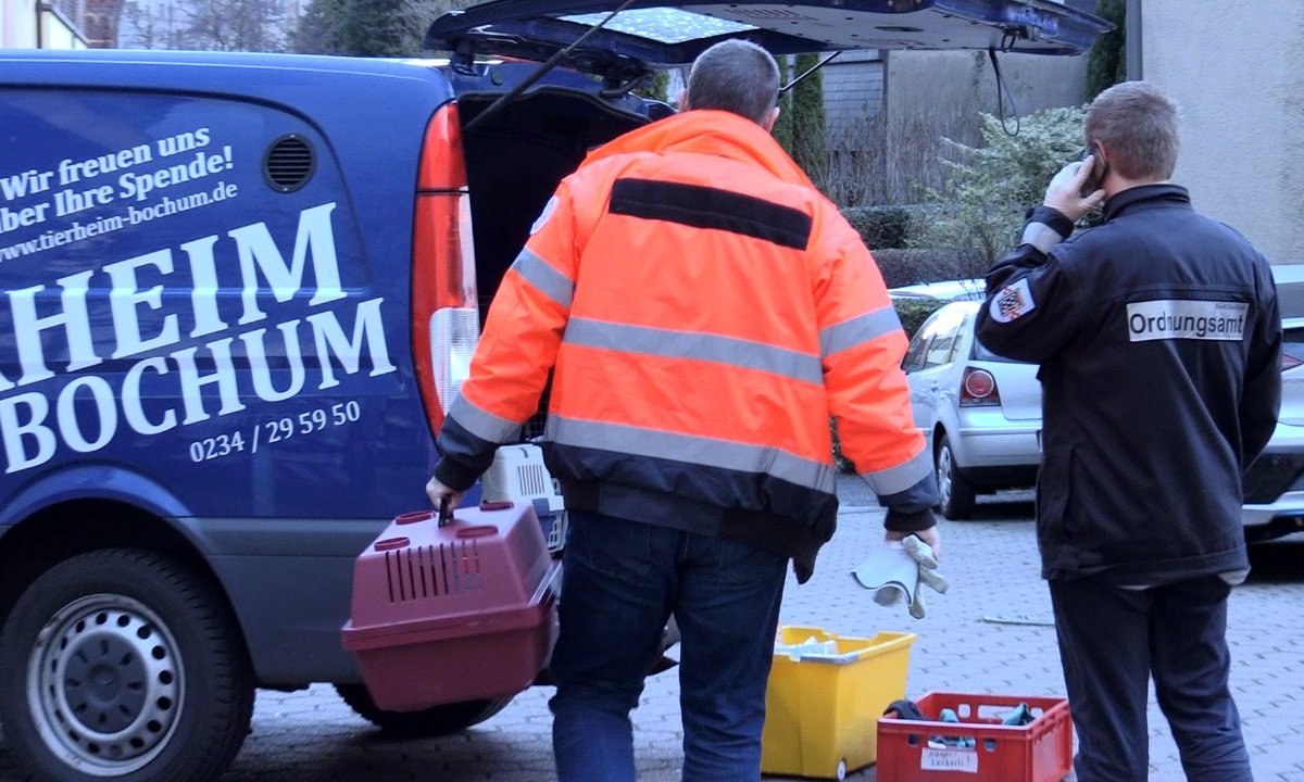 Katzen aus Wohnung in Bochum gerettet.jpg