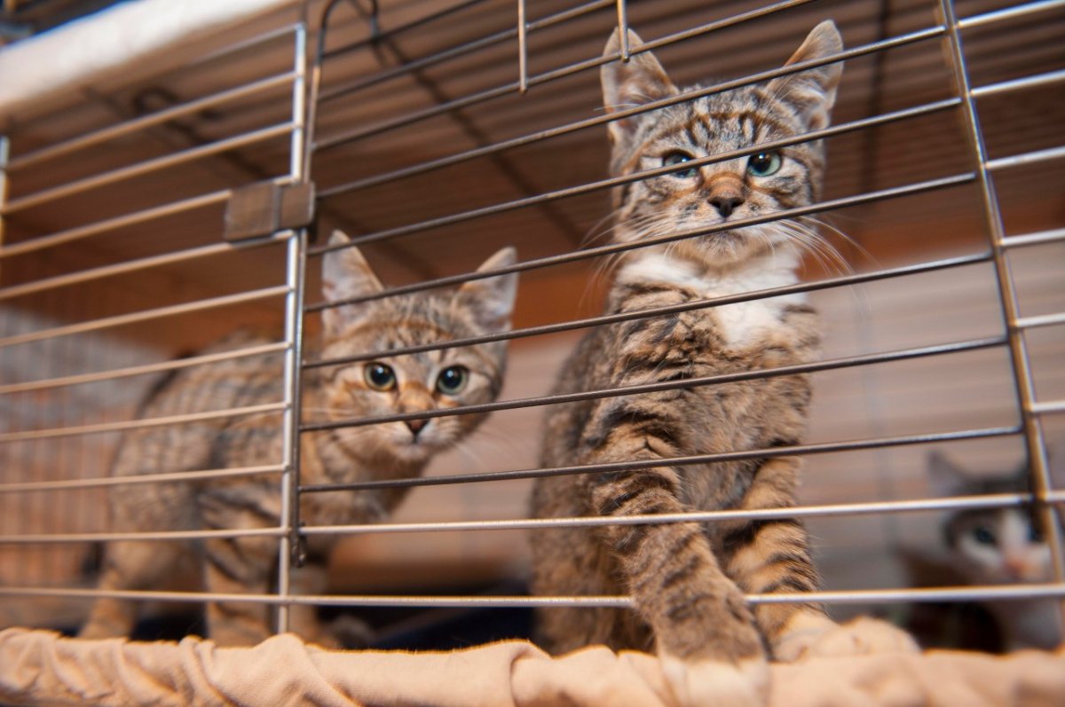 Katzen im Tierheim Gelsenkirchen