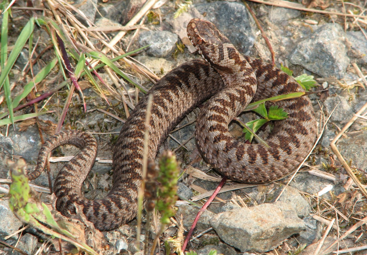 Urlaub an der Ostsee: Eine auf einer Fahrradtour gesehene Kreuzotter sorgte im Netz für eher geteilte Meinungen. (Symbolbild)