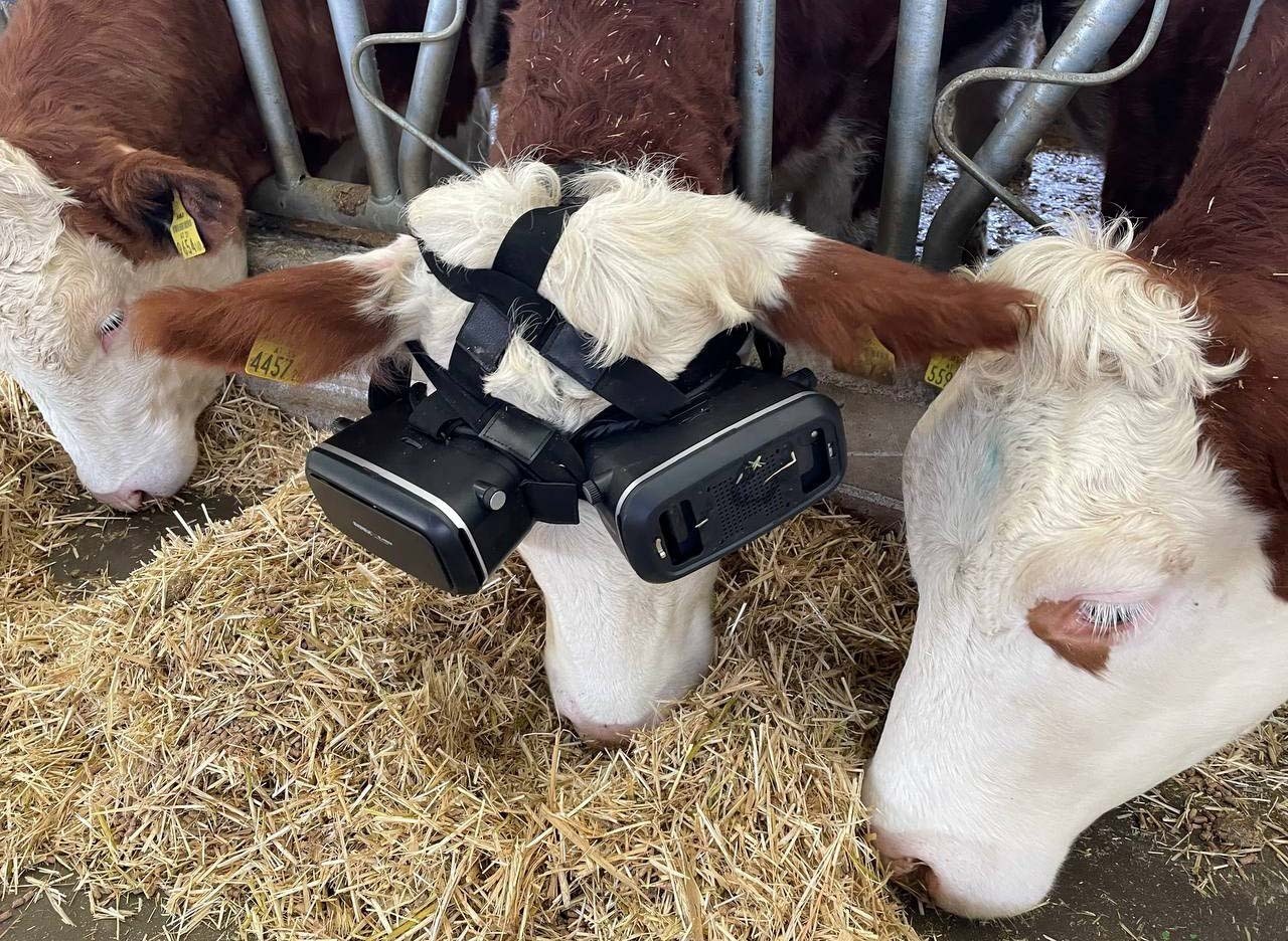 Abgefahren: Die Kühe eines Landwirtes aus der Türkei tragen VRR-Brillen!