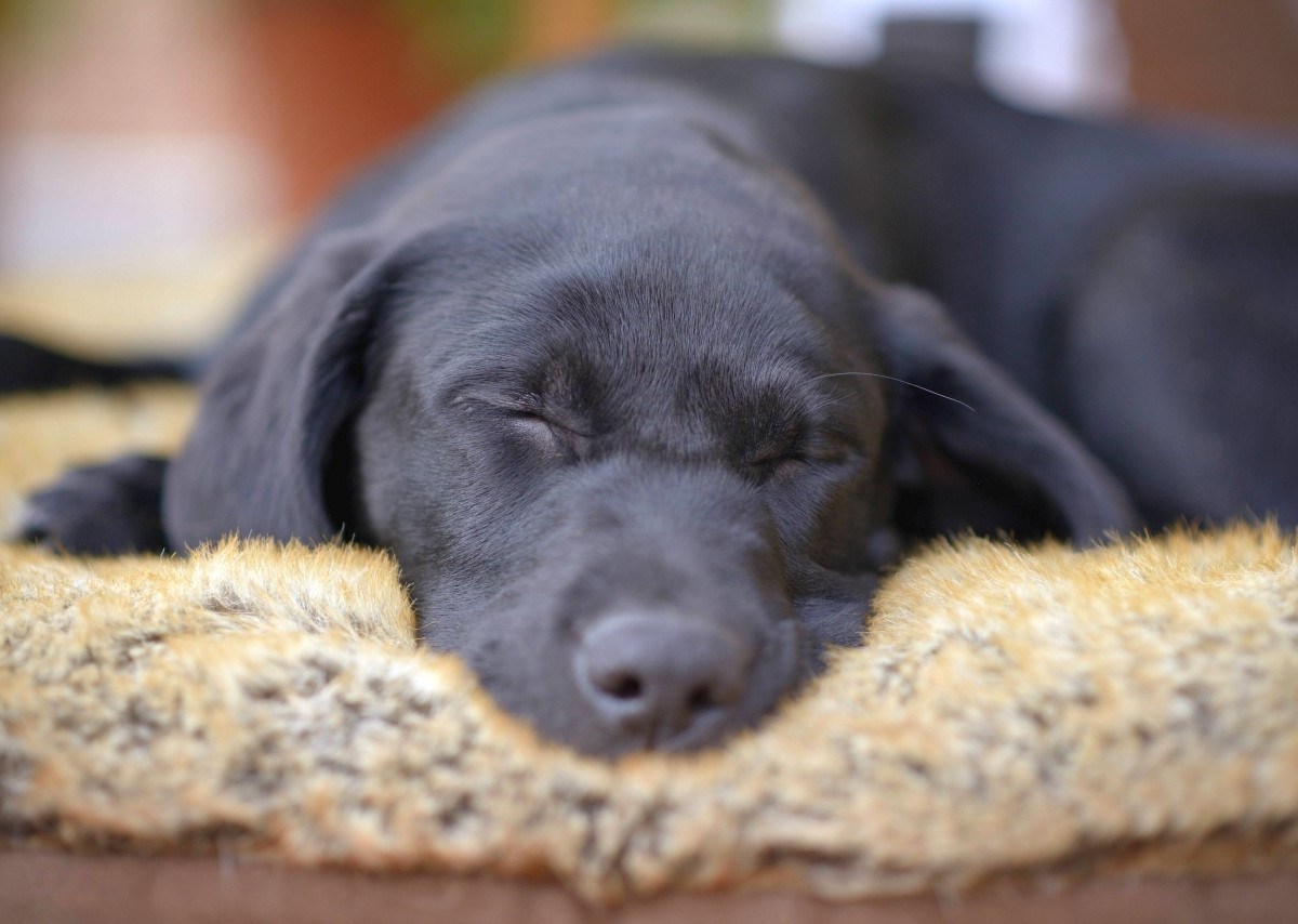 Wenn es deinem Hund schlecht geht, musst du handeln.