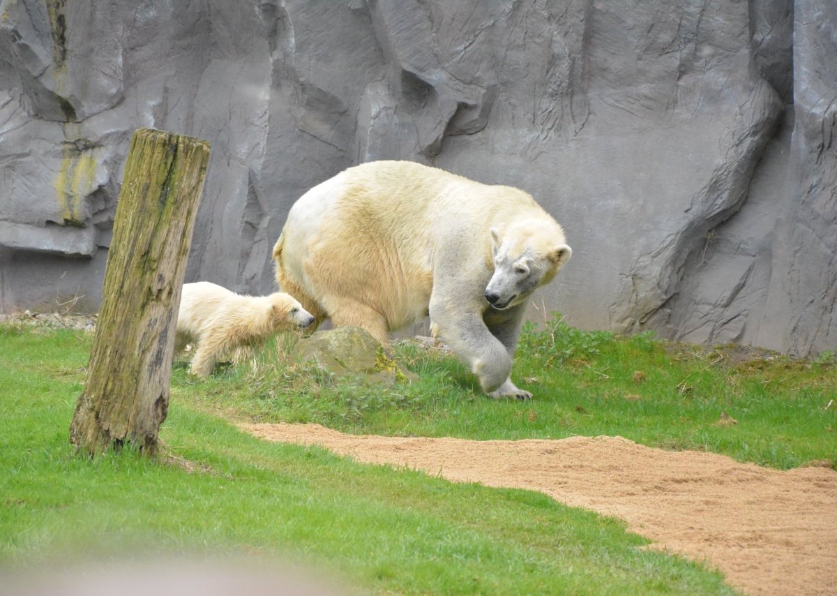 Lara und Nanook Zoom Erlebniswelt Eisbärbaby.JPG