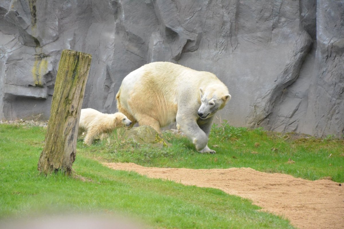 Lara und Nanook Zoom Erlebniswelt Eisbärbaby.JPG