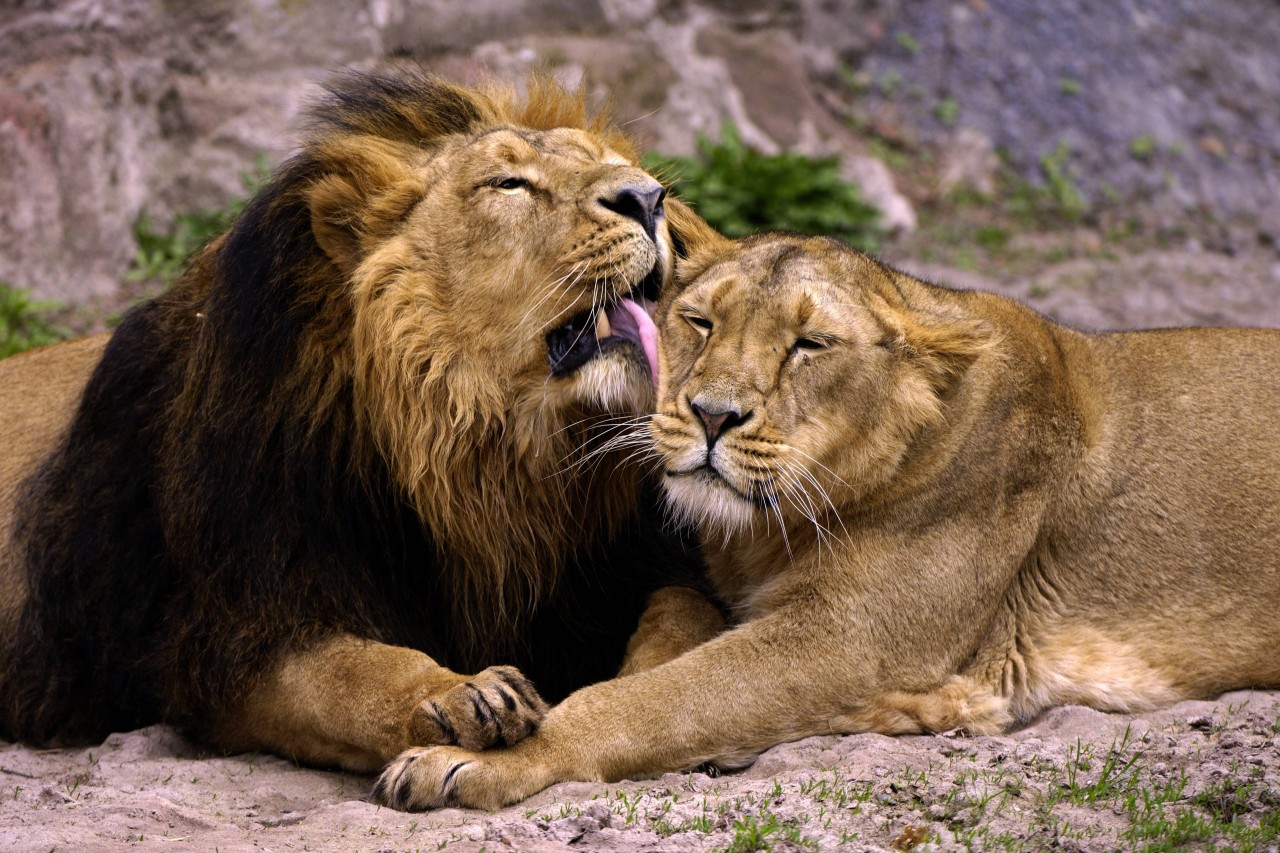 Zeit zu zweit: Im Zoo Duisburg gibt es eine besondere Aktion zum Valentinstag.