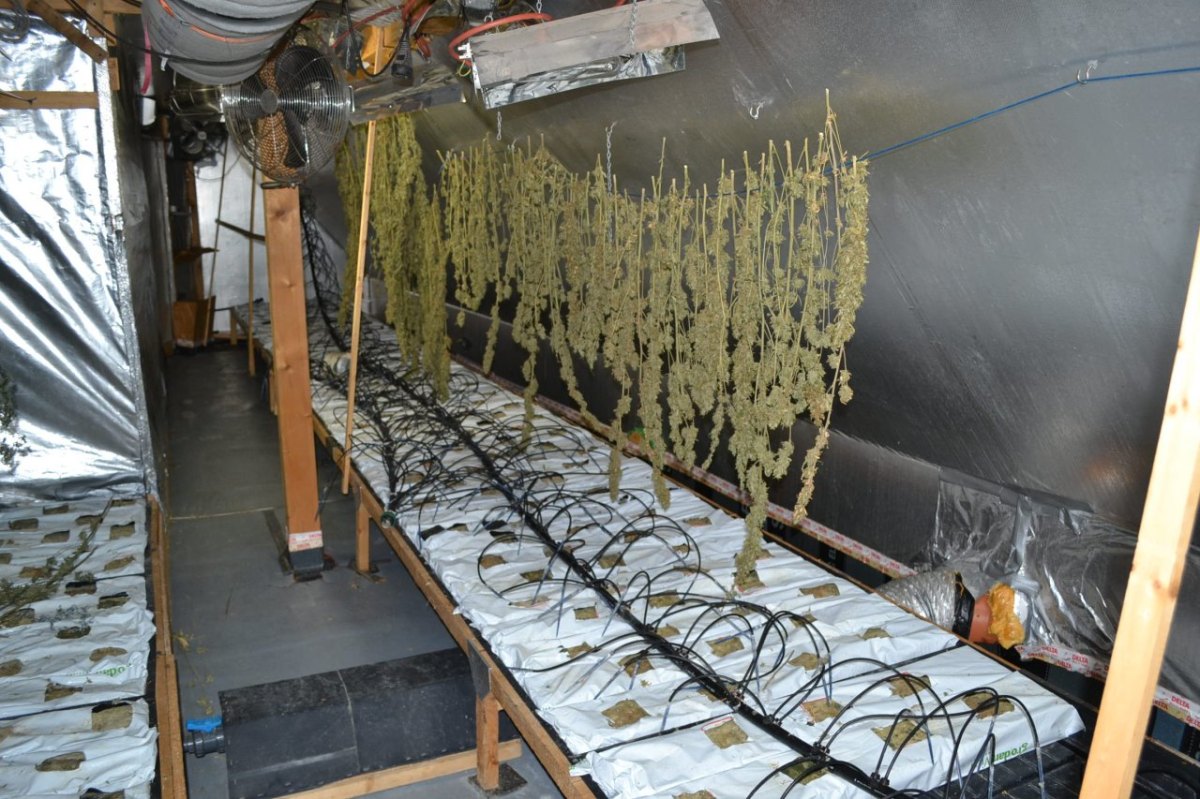 Marihuana Plantage Xanten.jpg
