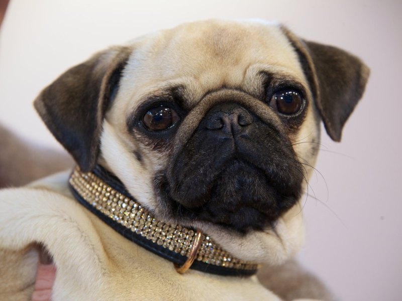 Mops 2.JPG