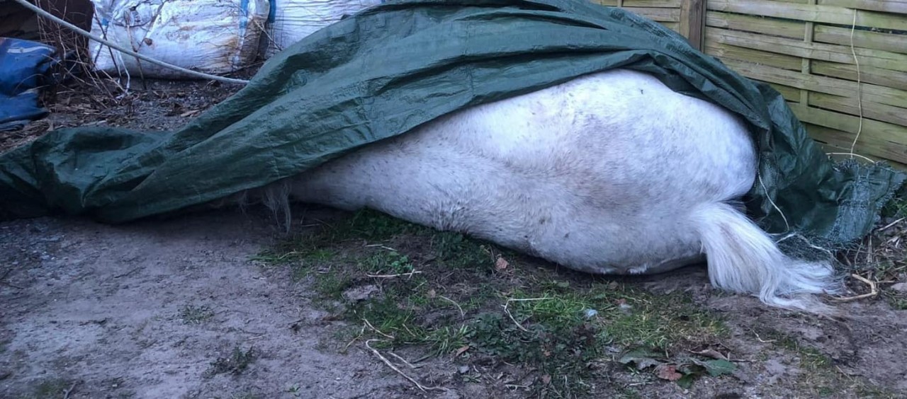 In Mülheim ist ein Pferd in den Tod getrieben worden.