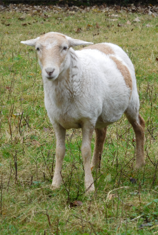 Die Jugendfarm hofft „Nala“ doch noch wieder finden.  Kannst du vielleicht helfen.