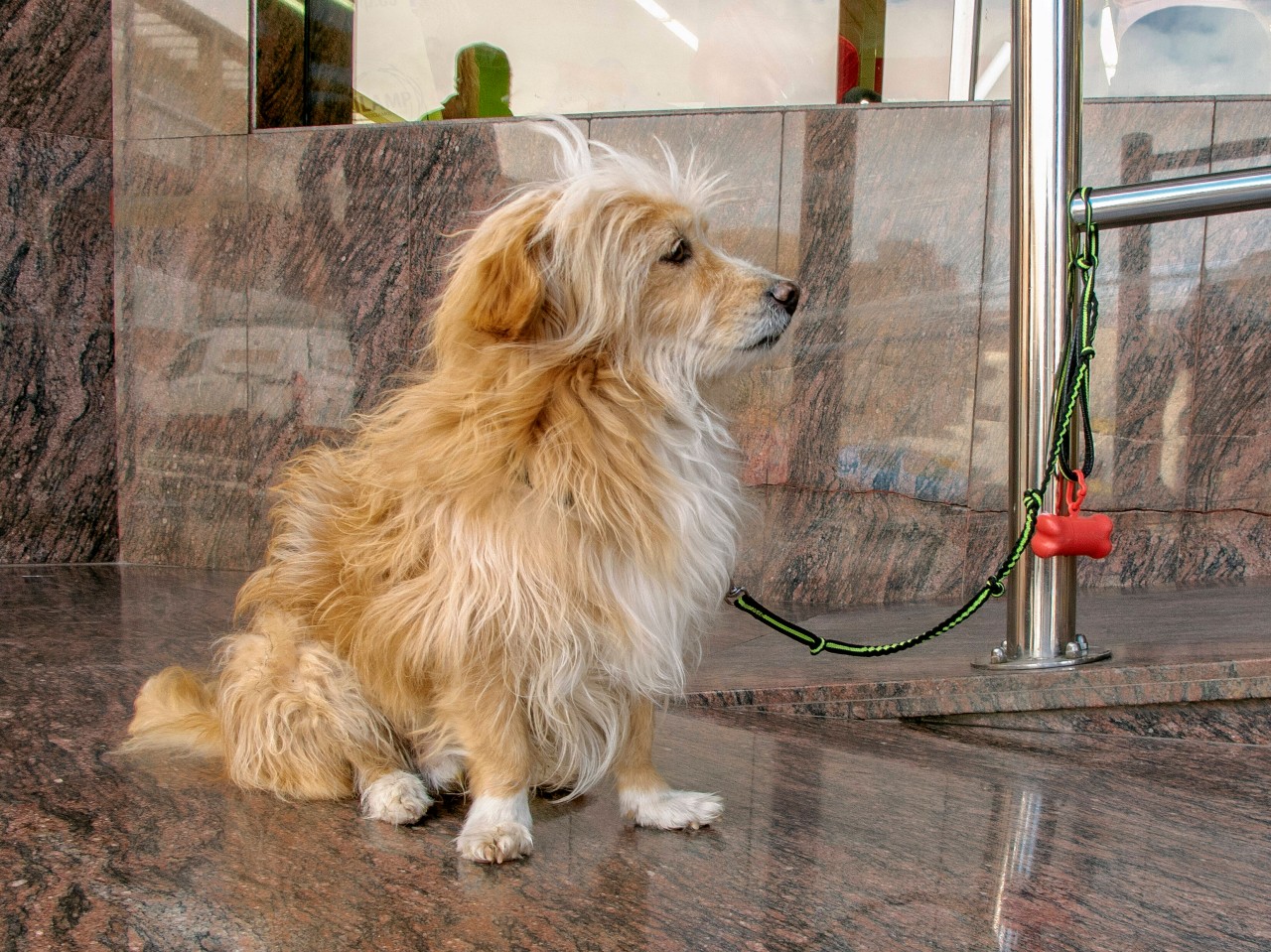 Netto und Co.: Hunde in Gefahr! Hier werden immer wieder Tiere geklaut (Symbolbild). 