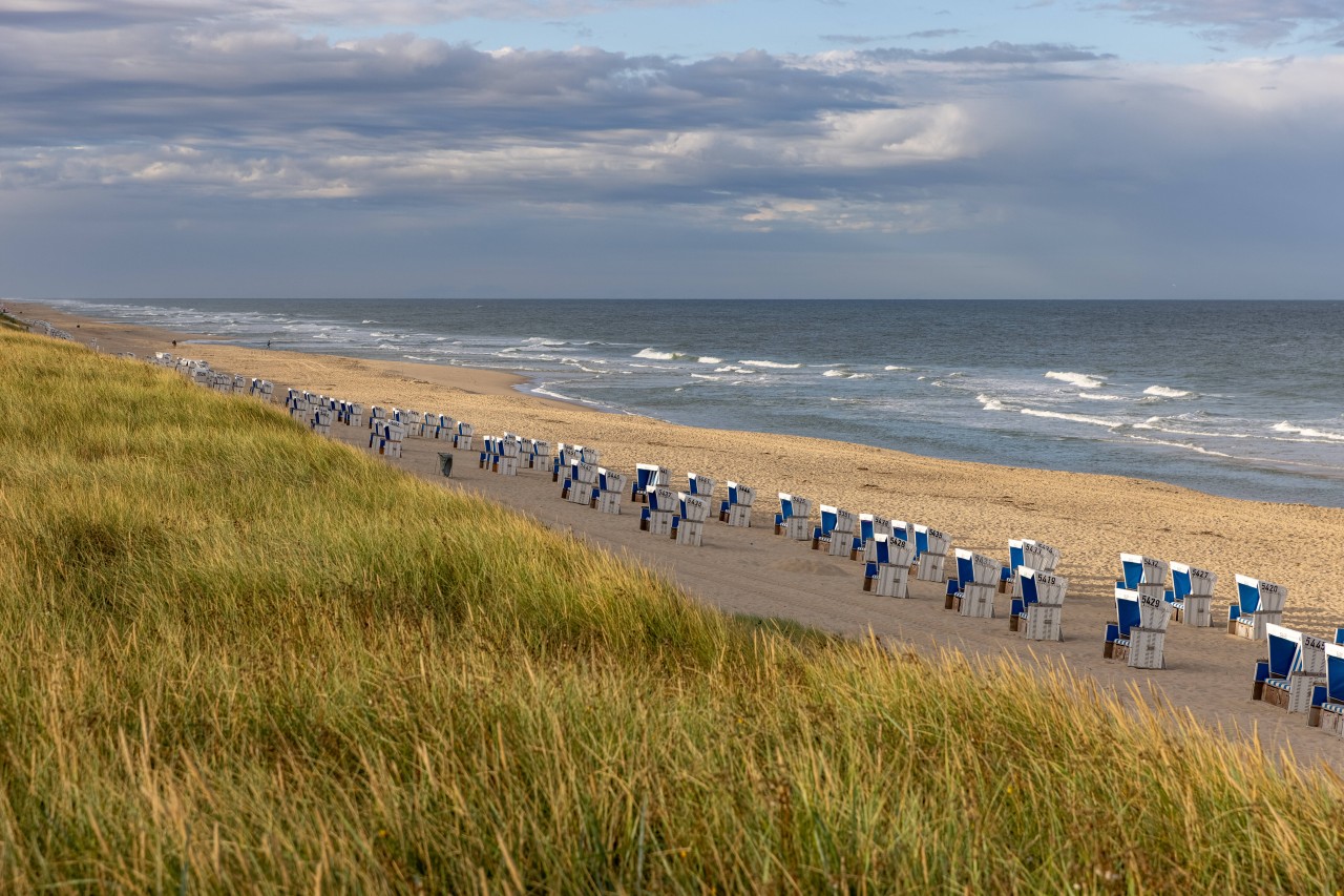 Überall auf Sylt wächst es in den Dünen.