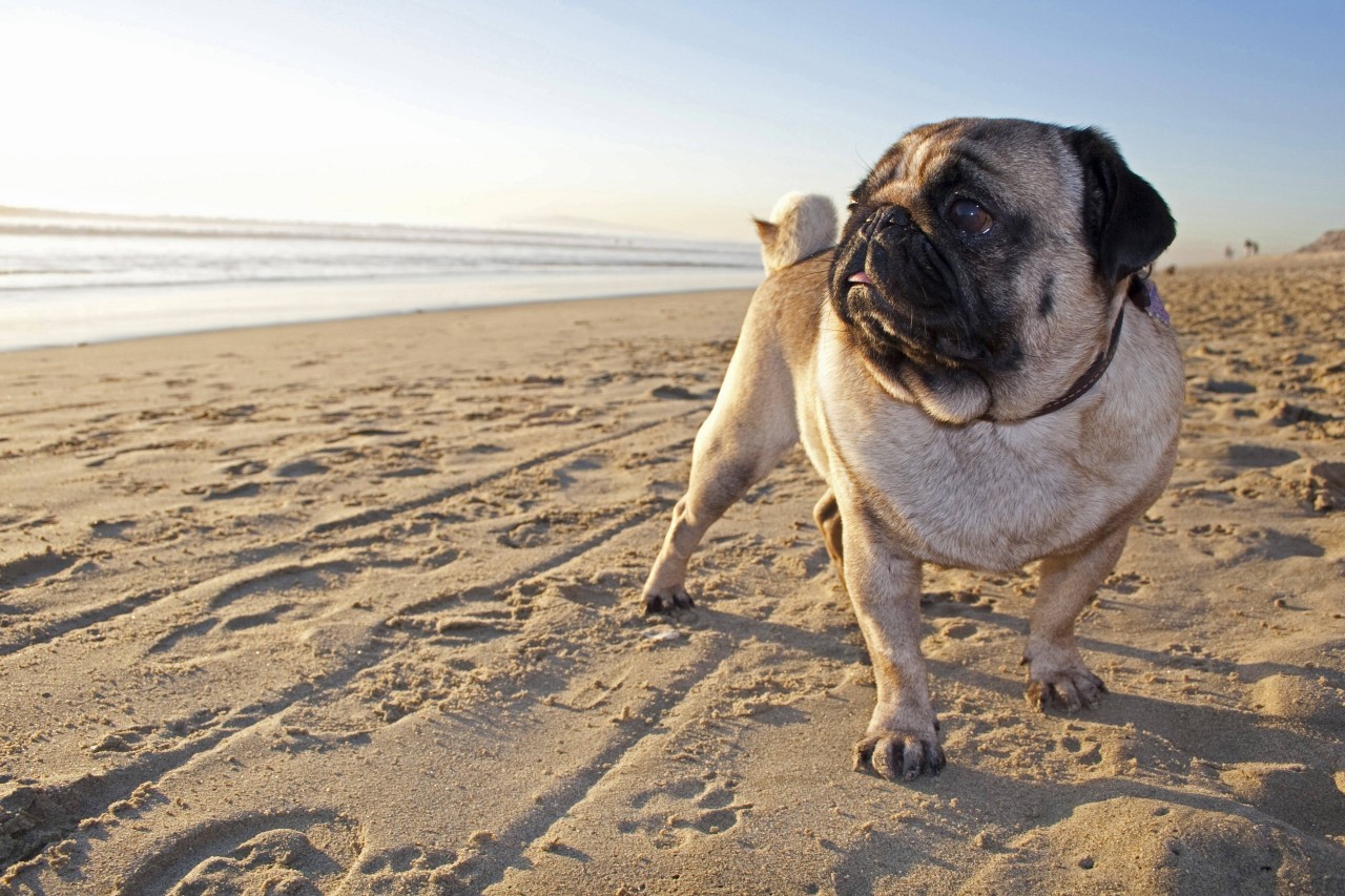 Urlaub an der Ostsee: Ein Mops wird zum Internet-Star. (Symbolbild)