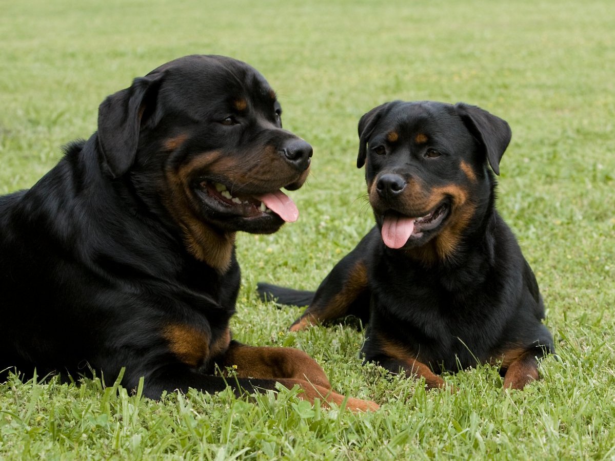 Rottweiler.jpg