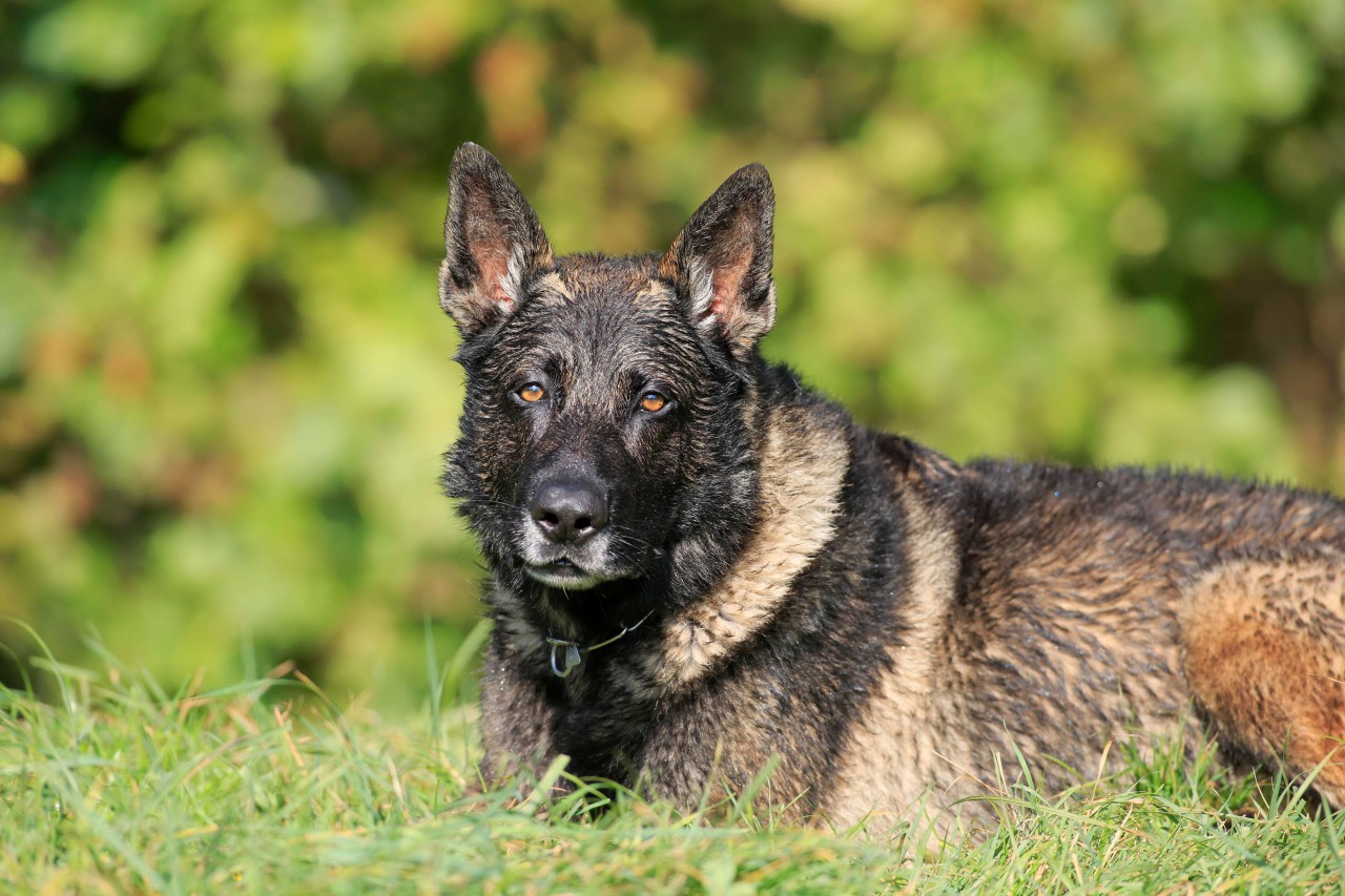 Ein Hund wird von seiner Besitzerin schrecklich zugerichtet – die Liste seiner Verletzungen ist lang (Symbolbild).