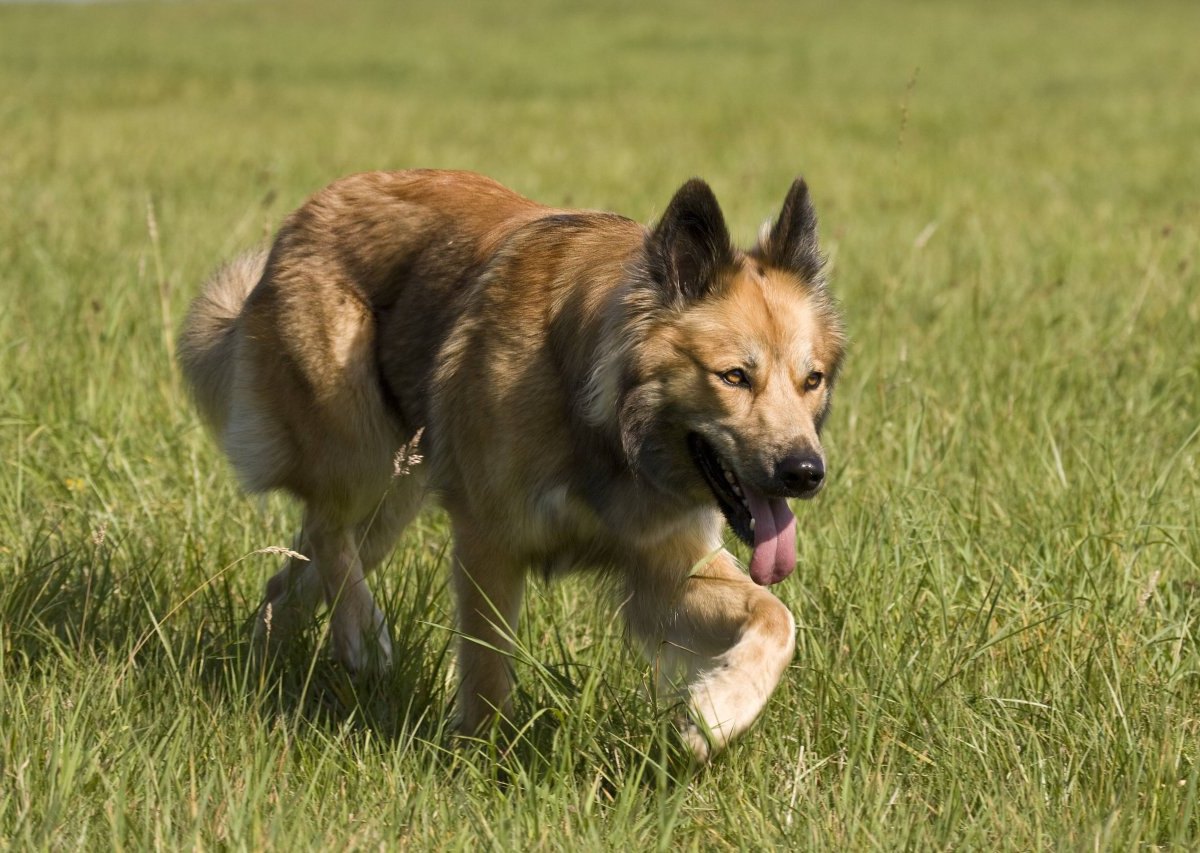 Schäferhund-Mischling-Lünen-Angriff.jpg