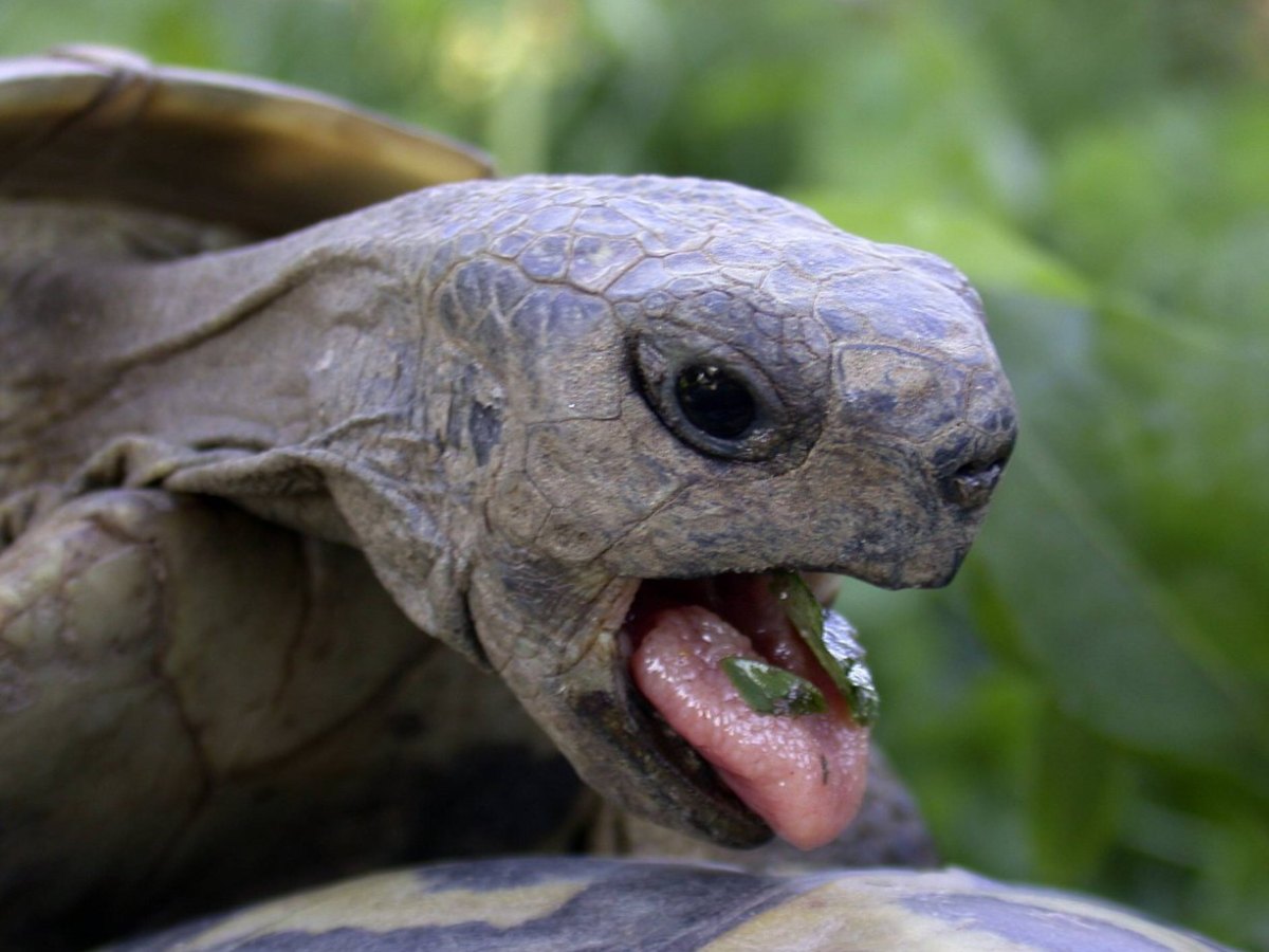 Schildkröte Imago